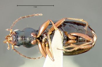 Media type: image;   Entomology 19626 Aspect: habitus ventral view